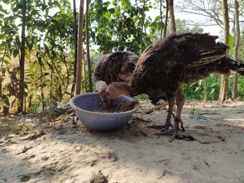 View of a bird on ground