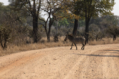 View of zebras walking on road