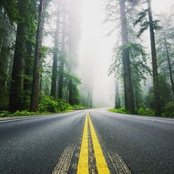 Empty road amidst trees at forest during foggy weather