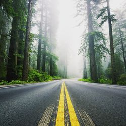 Surface level of road amidst trees in forest