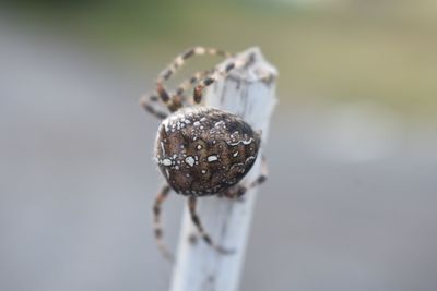 Close-up of spider on stick 