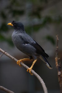 Close-up of bird perching on branch