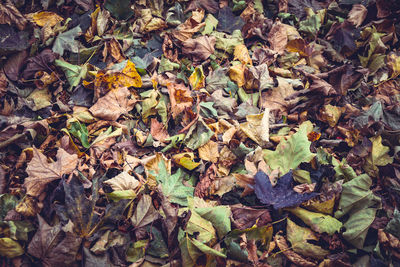 High angle view of dried maple leaves on field