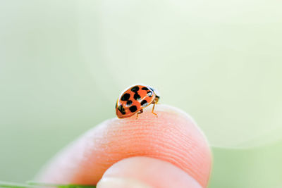 Close-up of ladybug on finger