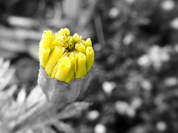 Close-up of yellow flower blooming outdoors