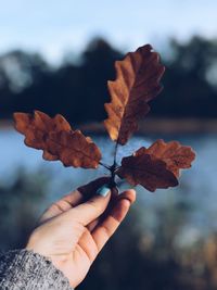 Close-up of hand holding maple leaves