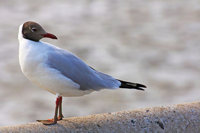 Close-up of seagull perching on retaining wall