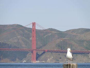 Birds perching on suspension bridge over sea against clear sky