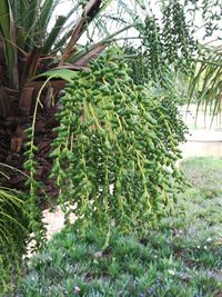 Close-up of fruits growing on tree