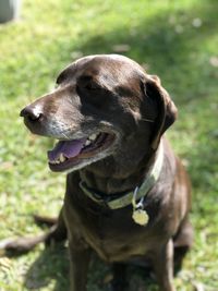 Close-up of dog looking away