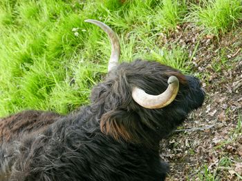 Highland cow in a field