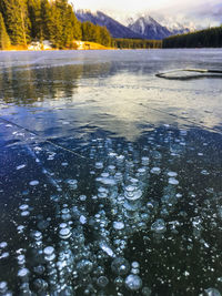 Surface level of lake against trees in forest