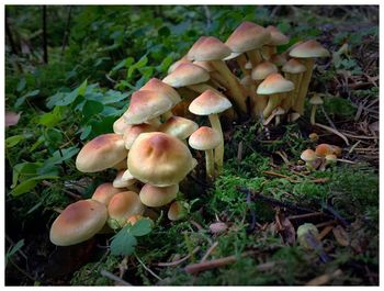 Close-up of mushrooms growing in forest