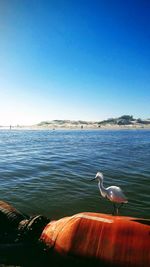 Seagull on a sea against clear sky