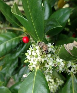 Close-up of insect on plant