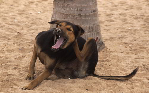 Stray dog yawning on sandy beach