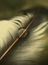 Close-up of feather