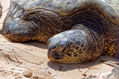 Close-up of turtle on sand at beach