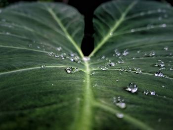 Close-up of water drops on leaves