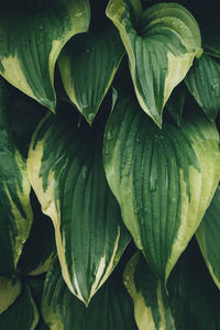 Full frame shot of wet green leaves