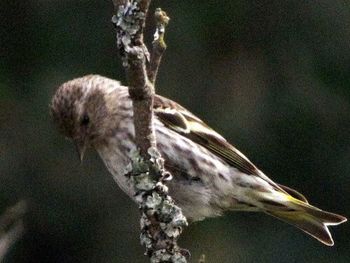 Close-up of bird perching on railing