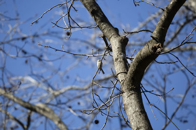 Low angle view of bare tree against sky