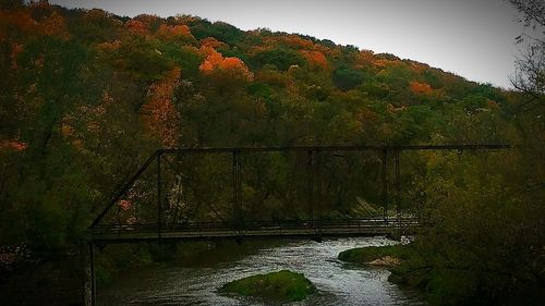 Bridge over river in forest