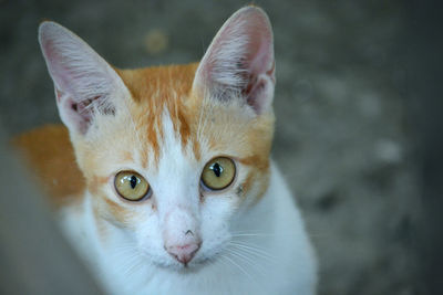 Close-up portrait of cat