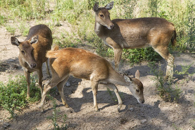 Deer standing in a field. the javan rusa or sunda sambar or rusa timorensis