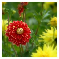 Close-up of red flower blooming outdoors