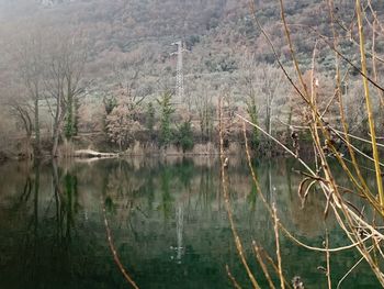 Scenic view of lake by trees