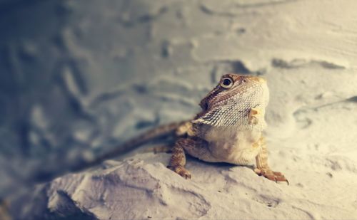 Close-up of lizard on sand