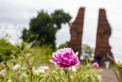 Close-up of pink flowering plants against sky