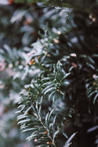 Close-up of leaves growing on tree