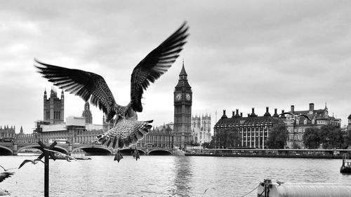 Bird flying over river with city in background