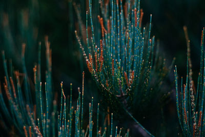 Close-up of plant