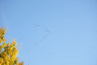 Low angle view of birds flying against clear sky