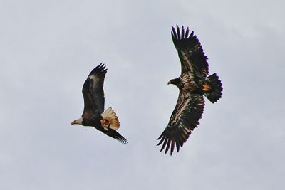 Low angle view of eagle flying against clear sky