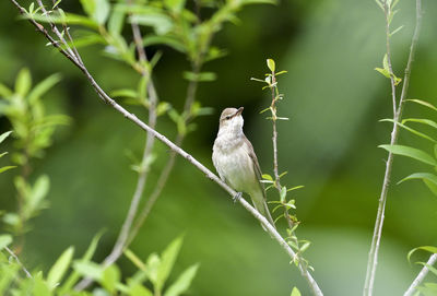 Close-up of a bird perching on a branch