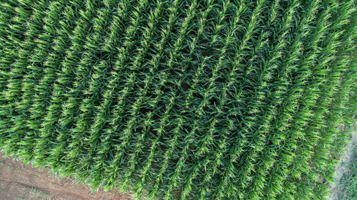 Full frame shot of succulent plant on field