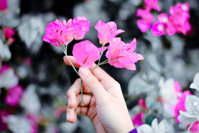 Close-up of hand holding pink flowering plant