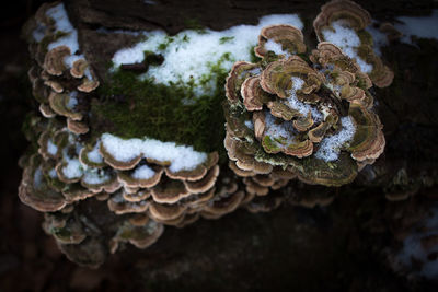 Close-up of mushrooms