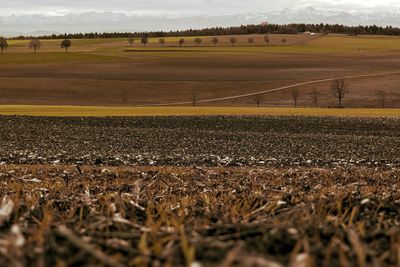 Scenic view of agricultural field against sky