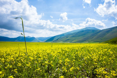 Scenic view of oilseed rape field against cloudy sky