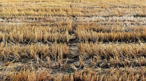 Full frame shot of field