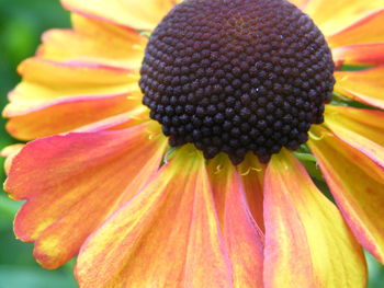 Close-up of yellow flower blooming outdoors