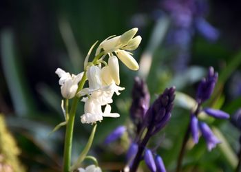 Close-up of white flowering plant