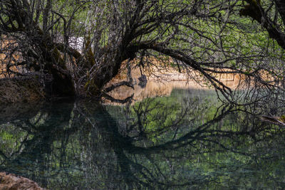 Scenic view of lake in forest