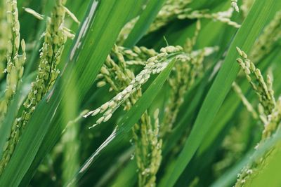 Close-up of fresh green plants on field