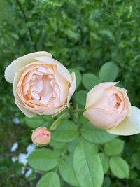 Close-up of rose roses